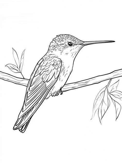 25+ Hummingbird Coloring Pages: Beauty of Nature in Flight 🎨🐦 ...