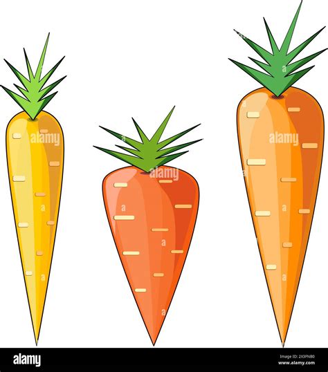Different types of carrots Stock Vector Images - Alamy