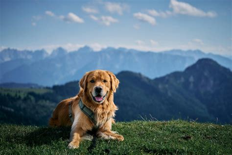 Golden Retriever Lifespan Explained: Average Age, Health Risks, and ...