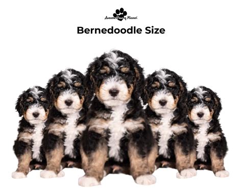 Ultimate Guide to Bernedoodle Puppies
