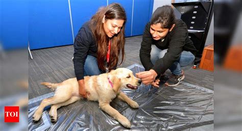Pet Therapy: Startup takes pet therapy to Gurugram’s corporate offices ...