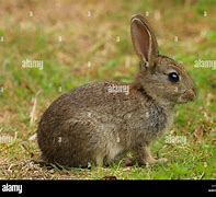 Image result for Raising Wild Baby Rabbits