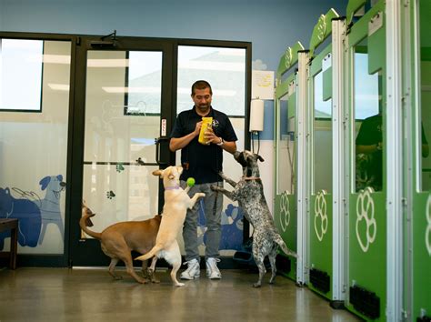 Southern Paws Ringwood