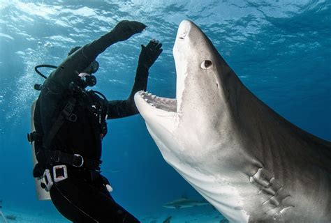 Scuba Diving With Tiger Sharks