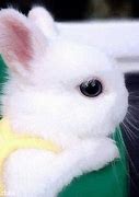 Image result for Funny Cute Baby Bunnies