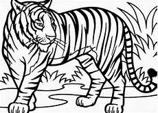 malvorlagen kostenlos tiger konabeun zum ausdrucken ausmalbilder tiger 25128 malvorlagen kostenlos tiger konabeun zum ausdrucken ausmalbilder tiger 25128