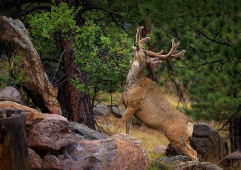 From Bighorn Sheep to Condors: Animals of Yosemite National Park - A-Z Animals