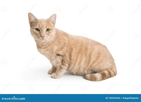 Cute Buff Tabby Cat Isolated Stock Photo - Image of studio, sitting ...