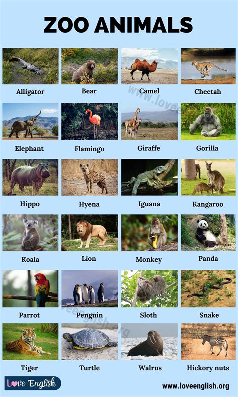 Zoo Animals: List of 24 Common Names of Zoo Animals in English - Love ...