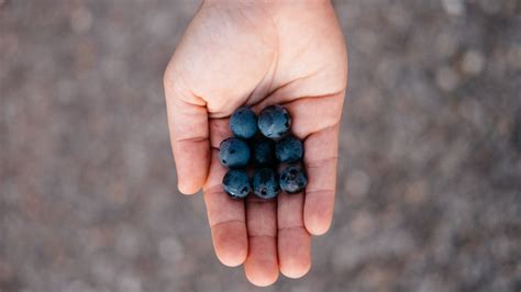 Wallpaper blueberries, berry, palm hd, picture, image