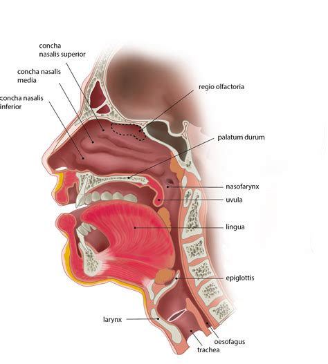 Slagter - Drawing Head and neck: sagittal section - Latin labels | AnatomyTOOL