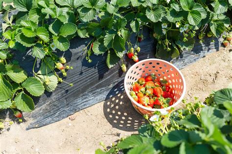 Do Strawberry Plants Prefer Sun Or Shade? | UnAssaggio