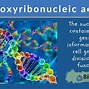 Image result for nucleic acids
