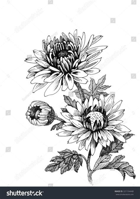 Chrysanthemum Flowers Drawing at Fernando Ward blog