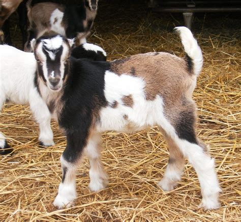 Lamancha goat breed profile – Artofit