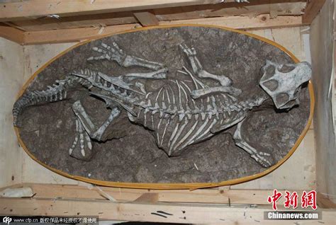 广西东兴市首次发现侏罗纪晚期恐龙化石 - 神秘的地球 科学|自然|地理|探索