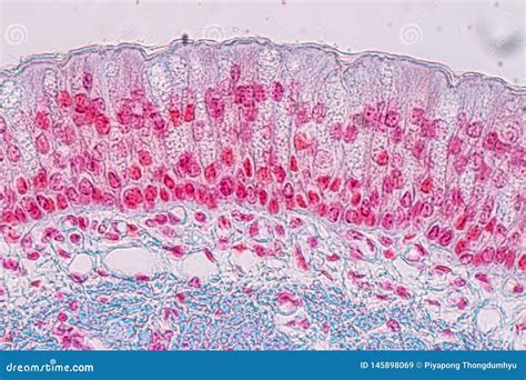 Pseudostratified Columnar Epithelium Under Microscope