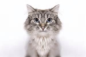 8 pets that won't make you sneeze