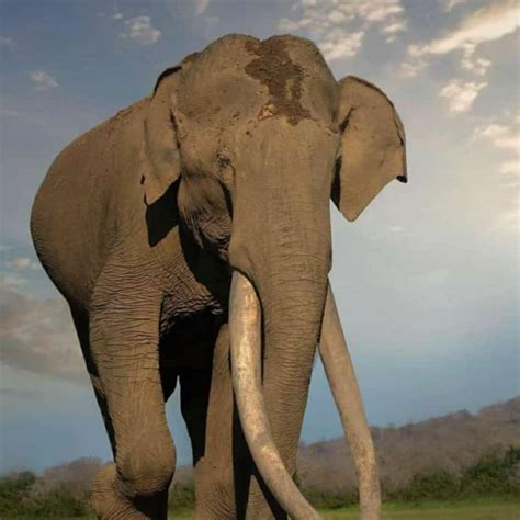 Asian Elephant Big Tusks