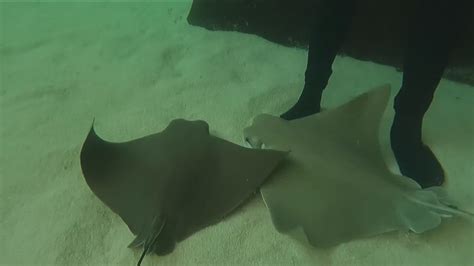 Stingray injuries rise as more people head into San Diego waters | cbs8.com