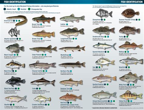 Maryland Fishing Regulations | Deep Creek Times
