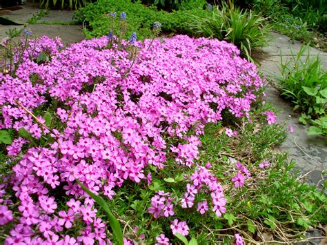 Phlox subulata. Creeping Phlox. | Spring plants, Phlox plant, Native plants