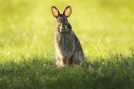 Image result for Bunny Rabbit White Background