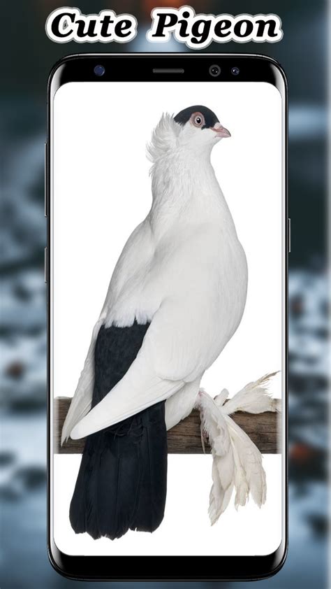 Download and Run Cute Pigeon wallpaper on PC for Free