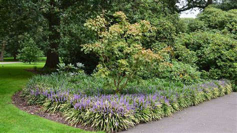 How to Grow Liriope (Lilyturf): Planting, Care & Ground Cover Tips ...