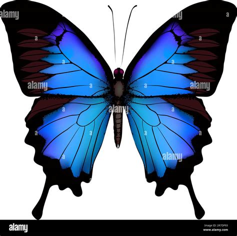 Blue butterfly papilio ulysses (Mountain Swallowtail) isolated vector ...