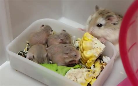 一群刚出生小仓鼠 29天成长记录_哔哩哔哩_bilibili