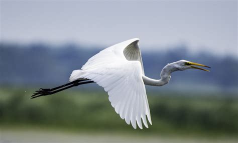 连拍一组飞翔的白鹭-中关村在线摄影论坛