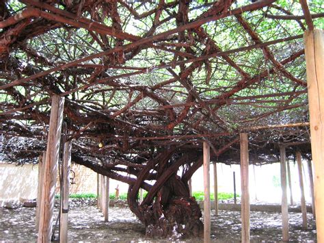 World’s Largest Rose Tree: world record in Tombstone, Arizona