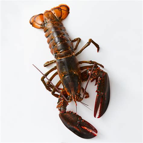 Types Of Lobster