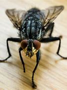 Image result for Housefly
