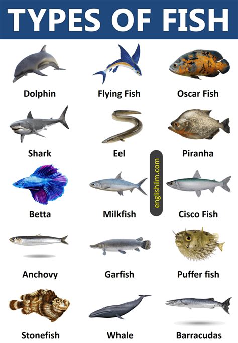 Image result for Fish Shell Argparse Examples