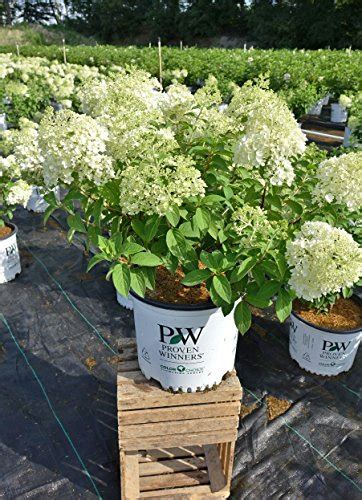 Proven Winners - Hydrangea pan. Bobo (Panicle Hydrangea) Shrub, dwarf ...