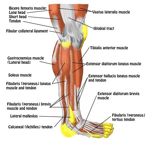 ligaments – Anatomy System – Human Body Anatomy diagram and chart images