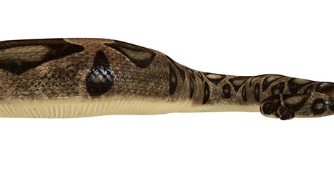 Biomorph Fractle Snaking Python Script 的图像结果