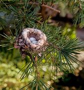 Image result for What Do Bunny Nests Look Like