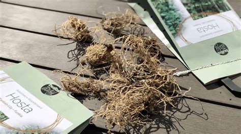 Planting hosta bulbs – Home for the Harvest