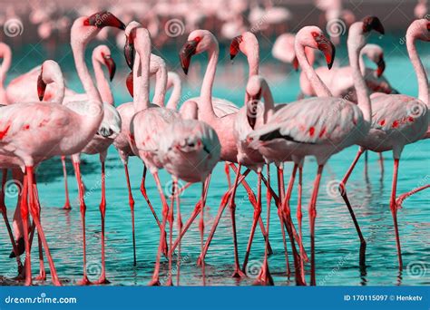 African Birds - Ground Hornbil - Kruger National Park Royalty-Free ...