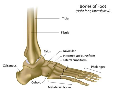 Bones Of The Foot And Ankle – Anatomy System – Human Body Anatomy ...