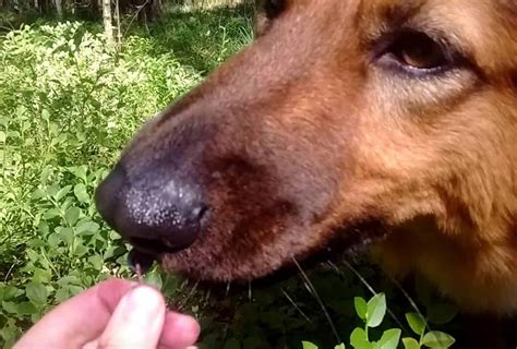 Can Dogs Eat Blueberries? 5 Health Benefits & Side Effects