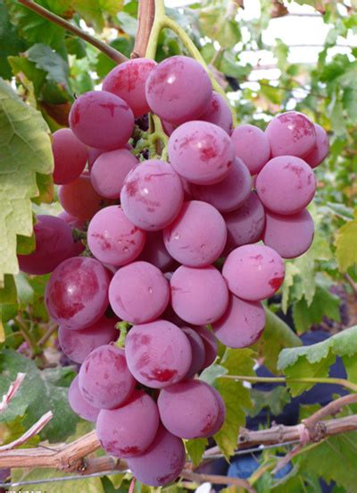上海马陆葡萄品种多样，颜色不同功效不同 你造吗