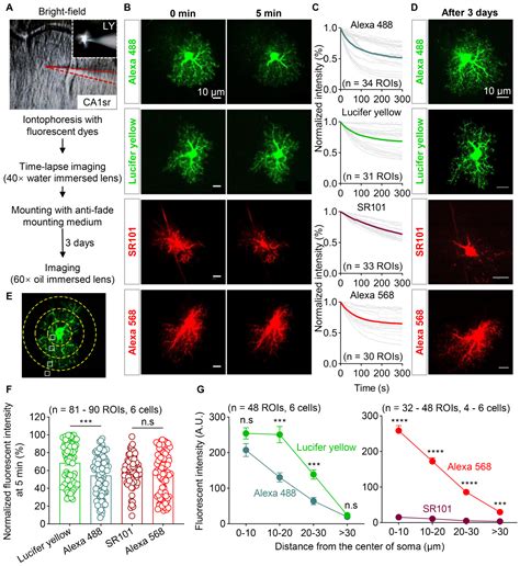 Visualization and Characterization of the Brain Regional Heterogeneity ...
