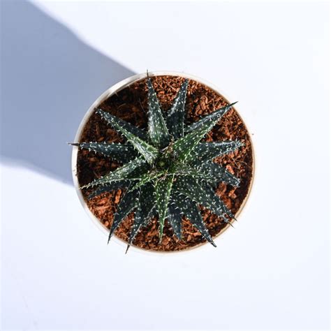 19+ Top Aloe Vera Varieties | Buy Aloe Vera plants online at Ugaoo