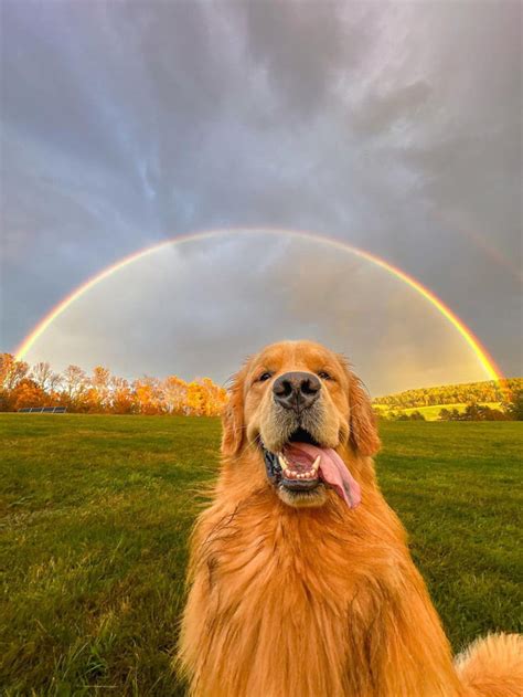 This is Tito. He heard rainbows are supposed to have something golden at the ends of them. But he is right here, for convenience. - 9GAG