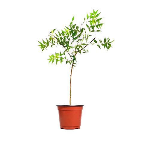 Neem Tree 的图像结果
