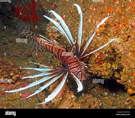 Lionfish Venomous Spines